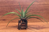 Tilla Critters Kahuna One of a Kind Airplant Creations by Chili Fiesta Handiworks
